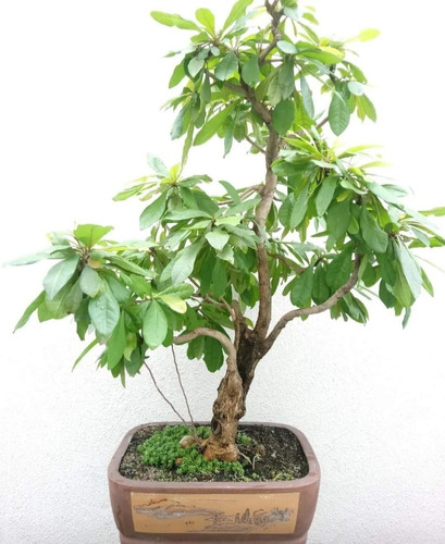 Bonsai De Olivo