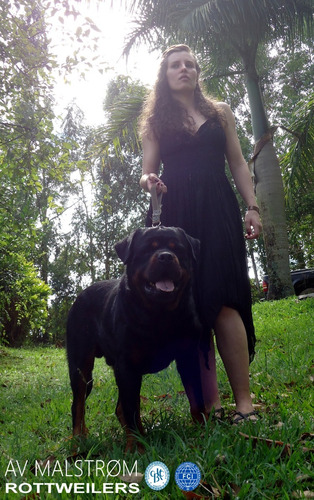 Filhotes De Rottweiler, Pai Importado Da Europa, Alto Padrão