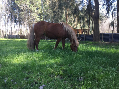 Quinta En Venta - 2 Dormitorios 1 Baño - 15000mts2 - Abasto