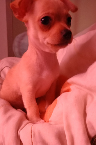 Chihuahua Hembrita
