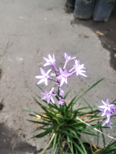 Promo Pack 5 Tulbaghia Violacea - Planta Exterior - M 3 Lts