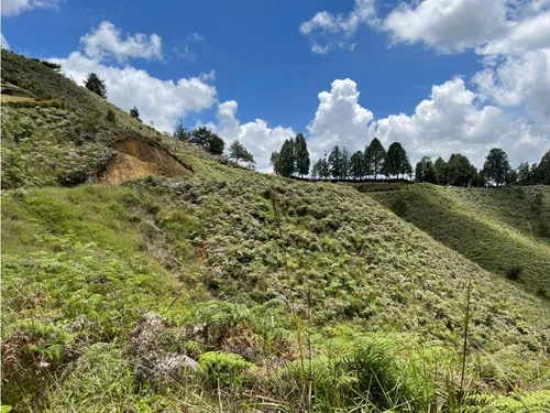 Rhbr-14483 (lote) (guarne)