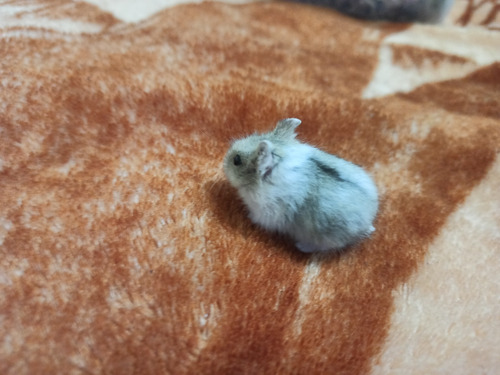 Hamsters Mascota