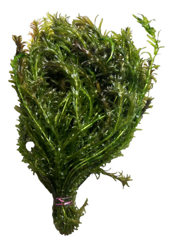 Elodea 25 Tallos Planta Acuática De 20 A 35cm