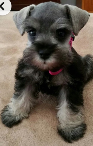 Schnauzer Machos Super Sociable Y De Compañía Sal Y Pimienta