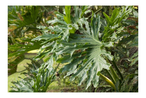 Muda De Guaimbê - Ideal Para Jardins E Decoração