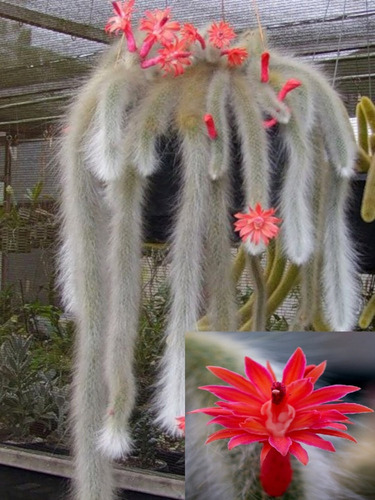 Cleistocactus Colademononis 10 Semillas