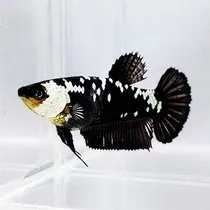 Comprar Peixe Betta Plakat Samurai Black Fêmea (linhagem Pura)