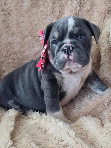 Bulldog Ingles Blue Tri  Exótico Hembra Envíos Nacionales