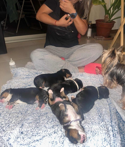 Cachorros Boyero De Berna Precio Reserva 3 Machos 1 Hembras