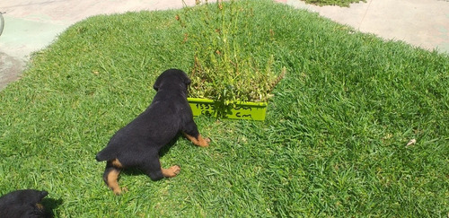 Rottweiler Rott Cachorros