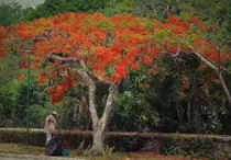Comprar 30 Semillas De Árbol Framboyan Tabachin