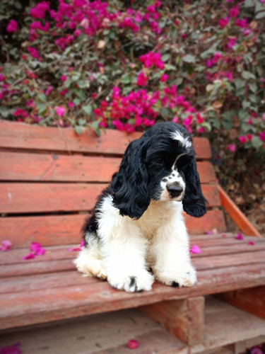 Cachorro Cocker Spaniel Americano Padres Pedigri Dorado