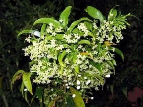 Huele De Noche , Jazmín (cestrum Nocturnum) Envió Gratis