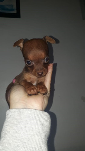 Cachorros Raza De Perro Pincher Mascotas Rionegro