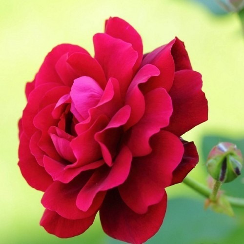 Imagen 2 de 2 de Flor Rosa Damascena Orgánica Deshidratada 100% Natural
