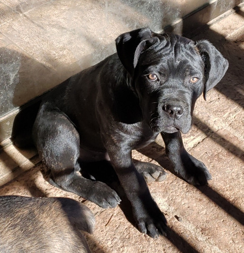 Cachorros Cane Corso Inscritos, Negros