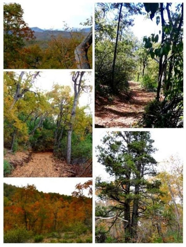Imagen 6 de 9 de Sitio En Venta A 42 Km De Curicó A La Cordillera