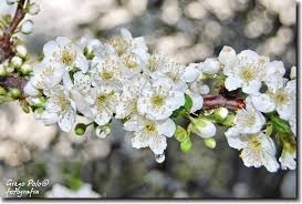 Ciruelo De Jardin Blanco Oferta Del Mes!!!!