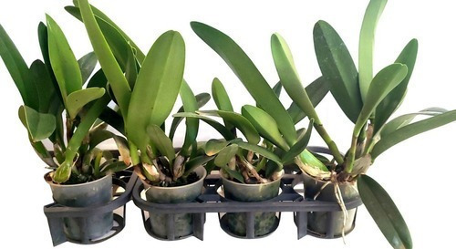 Kit 50 Mudas De Plantas Orquídeas Cattleyas Adultas