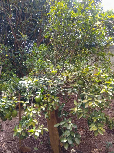 Chácara Com Casa Poço Frutas