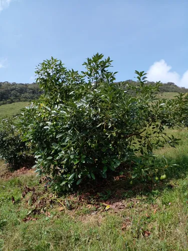 Finca En Venta En Granada. Cod V12640
