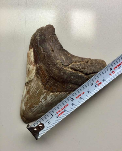 Enorme Diente De Megalodón (tiburón Prehistórico) Fósil Real (Usado)