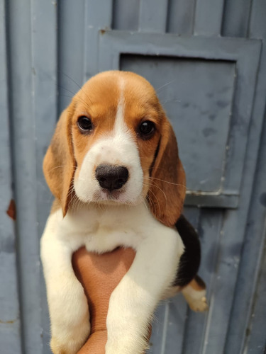 Hermosos Beagle 2 Meses Vacunados Y Desparasitados - Cali