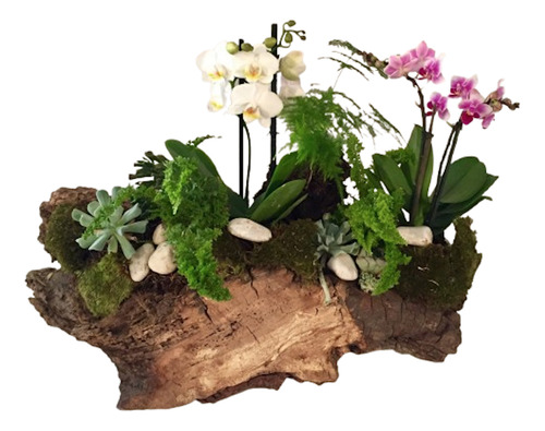 Arreglo De Orquídeas Phalaenopsis Mini (4 Varas) En Tronco