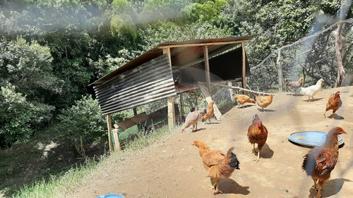 Imagen 18 de 24 de Ibagué - Finca Turística En El Salado, $ 550.000.000