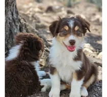 Comprar Pastor Ovejero Australiano Cachorros (aussie)