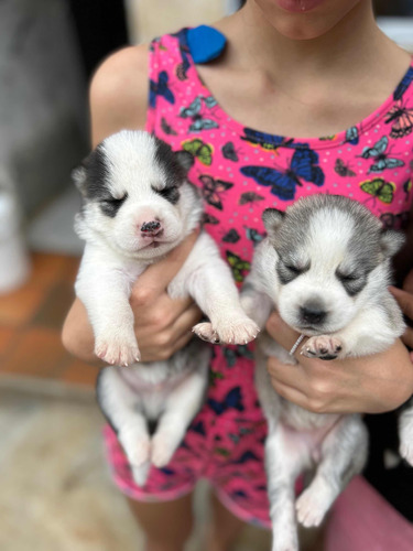 Husky Siberiano