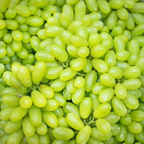 2 Mudas De Uva Thompson Enxertada Sem Caroço Rápida Produção