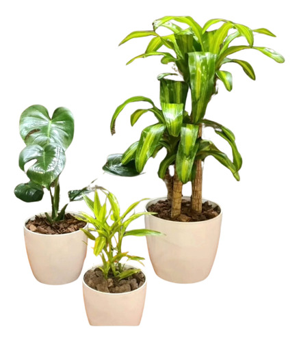 Monstera, Palo De Agua  Y Dracena Sanderiana Maceta Premium 