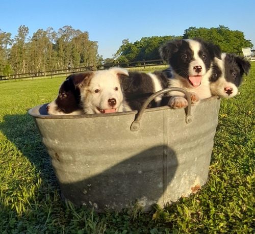 Cachorros Border Collie