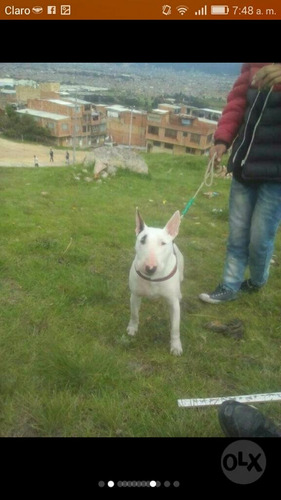 Bull Terrier Ingles Excelente Genetica