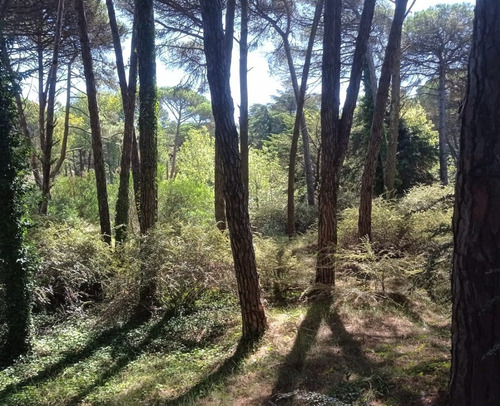 Imagen 8 de 12 de Impresionante Lote En Cariló