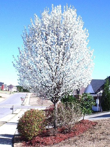 Peral De Flor ( Ornamental) Oriental 