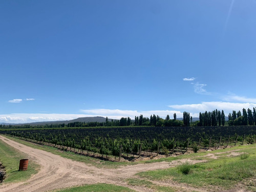 Vendo Finca En Rama Caída, Ciudad De San Rafael, Mendoza