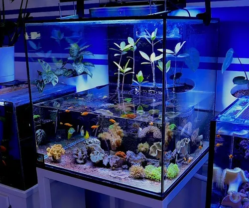 Mangle Rojo 20 A 45 Cm - Acuario Marino
