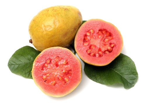 35 Semillas De Guayaba - Psidium Guajava Codigo 993