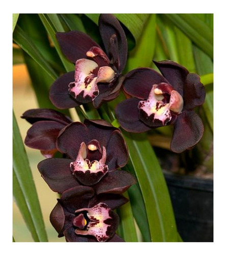 Orquidea Negra Cymbidium Kiwi Midnight Muda Grande | Parcelamento sem juros