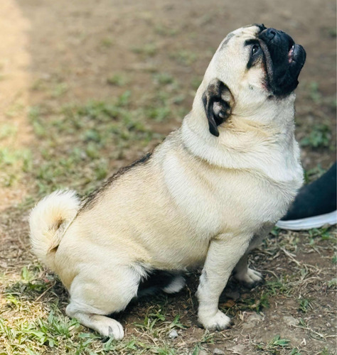 Pug