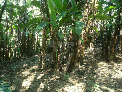 Imagem 21 de 30 de Chácara À Venda No Bairro Pedras Grandes - Botuverá/sc - 1998c
