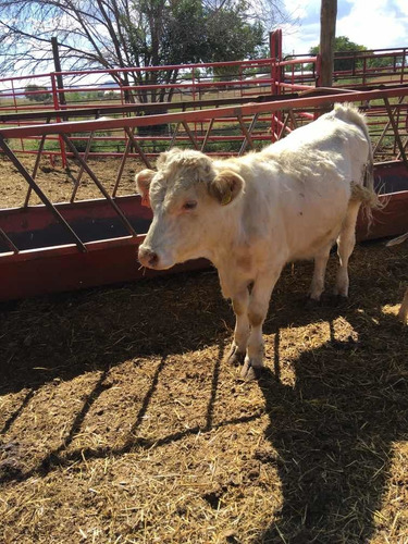 Torete Charolais - Toro Nuevo