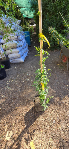 Jazmín Poliante Enredadera Polyantha 1 M Gratis A R.m