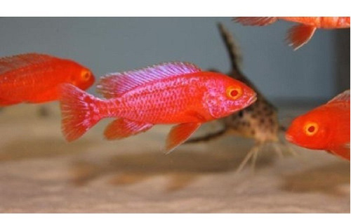 Peces Ciclido Africano Aulonocara Strawberry Alb Aquamarket