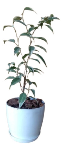 Ficus Variegado + Maceta Plástica Premium N12 + Plato