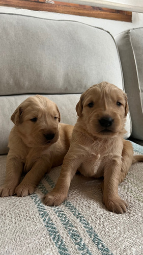 Cachorros Golden Retriver Puros