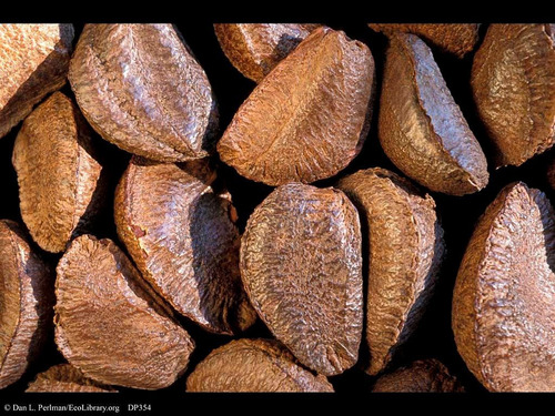 Castanha Do Pará 1kg (com Casca)